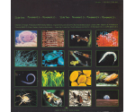 Vangelis - Soil Festivities (LP 1984)